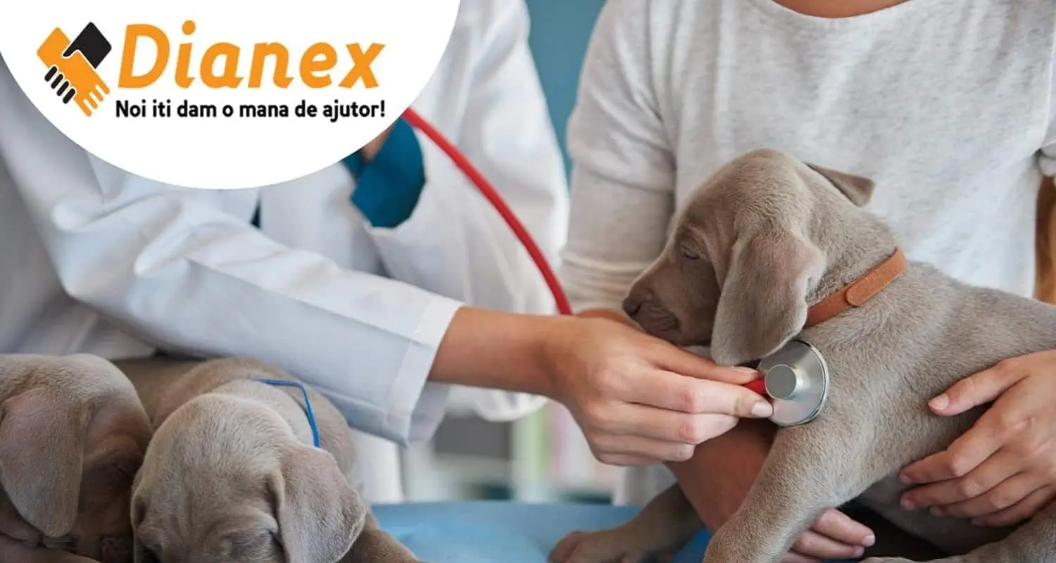 Autorizație Direcția Sanitar Veterinară